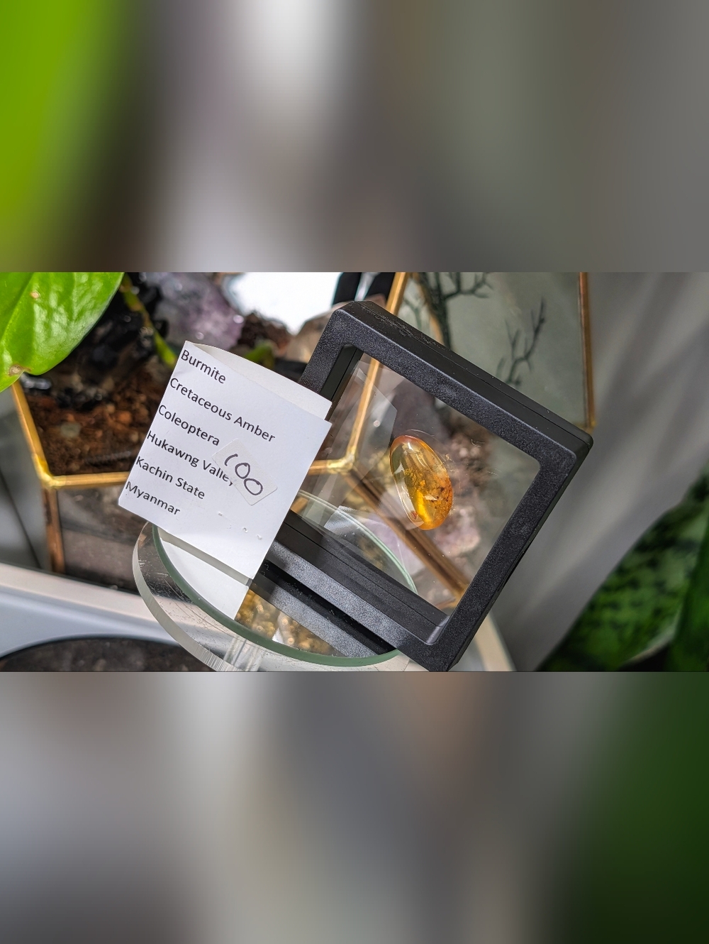 Polished Amber Specimen with Insect in Display Case